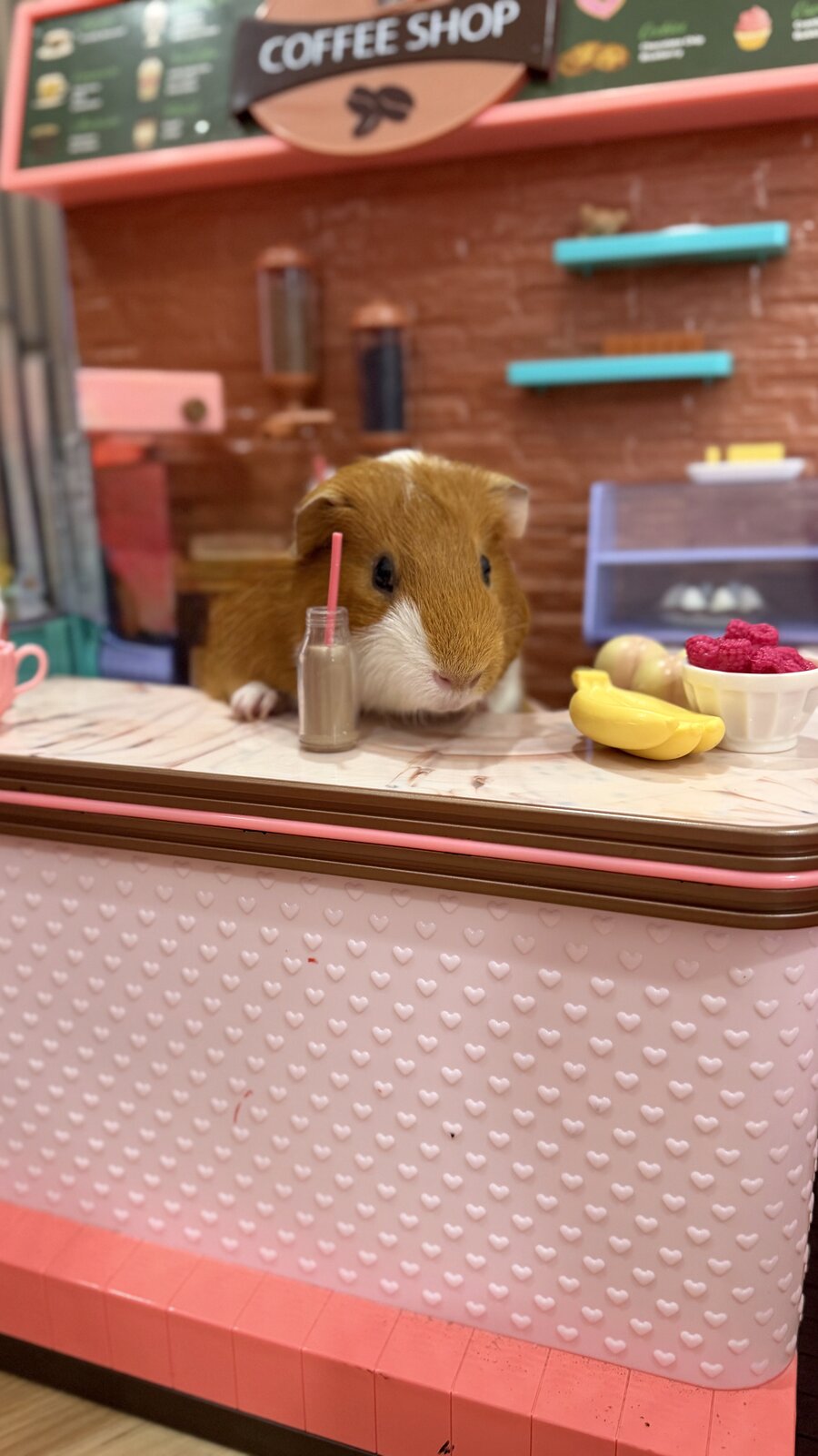 Guinea pig enjoying a cozy stay at GuinEE-Mania & Friends Resort small pet boarding